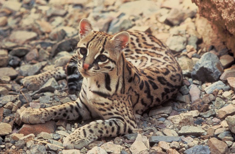 Are ocelots afraid of water?