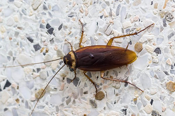 Are oriental cockroaches in Pennsylvania?