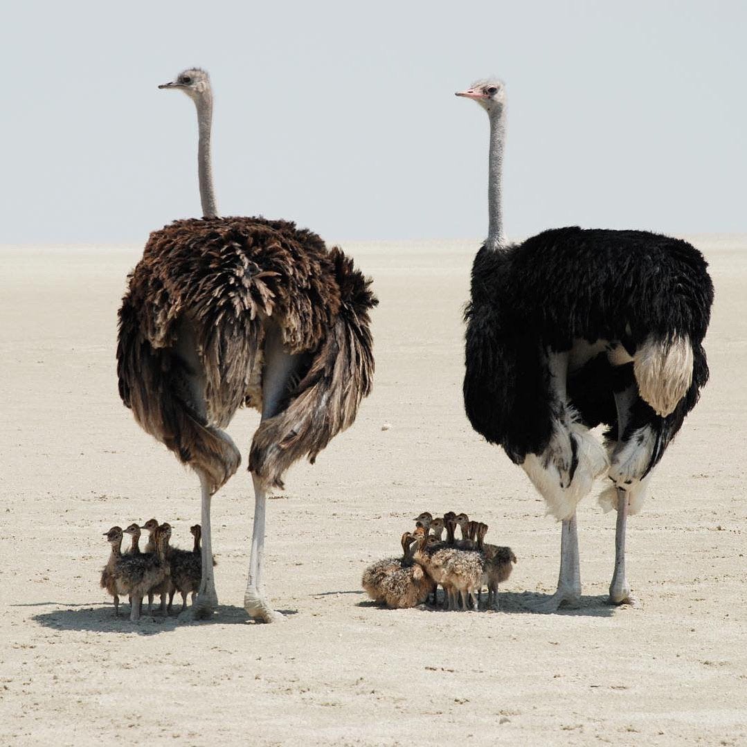Are ostriches birds yes or no?