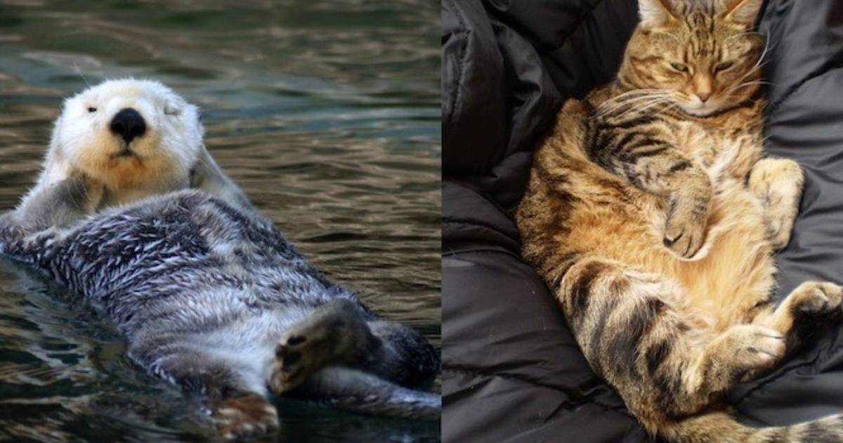 Are otters in the cat family?