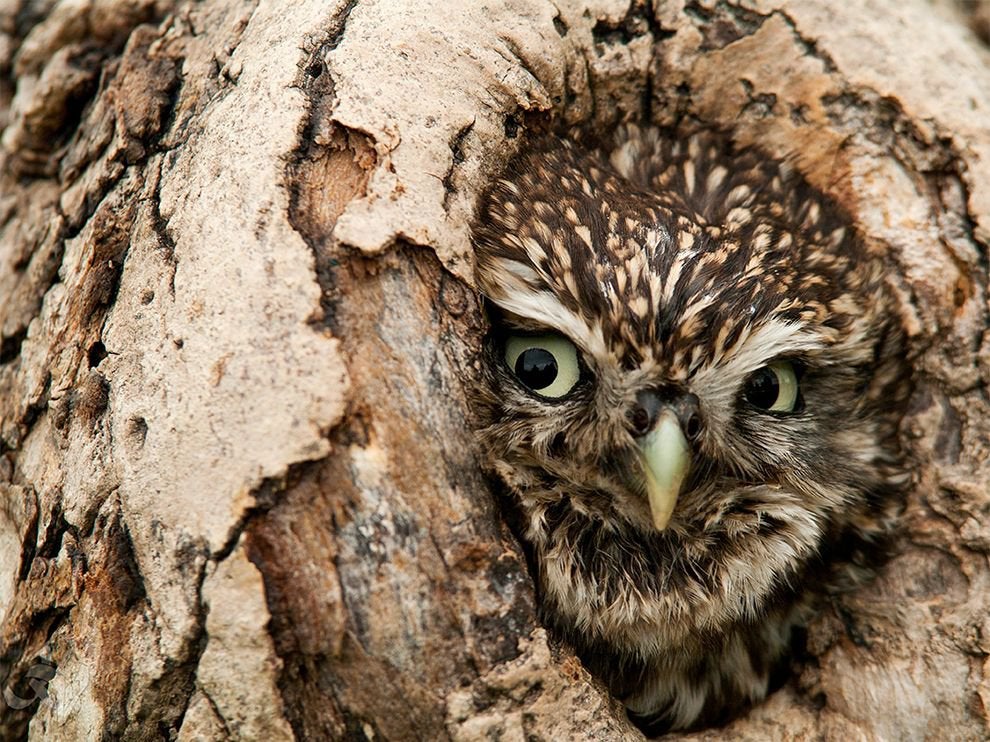 Are owls a bad omen?