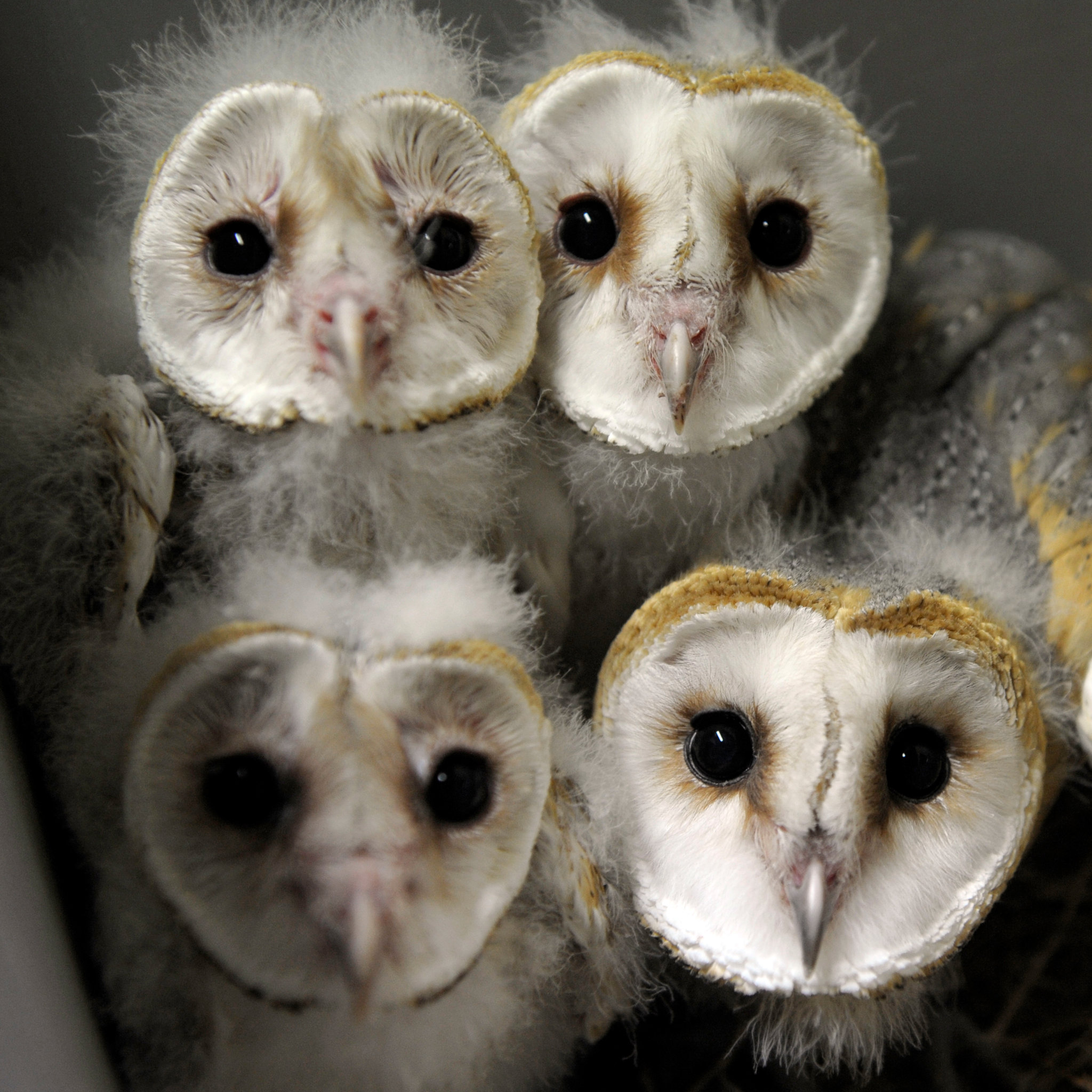 Are owls eyes bigger than their brains?