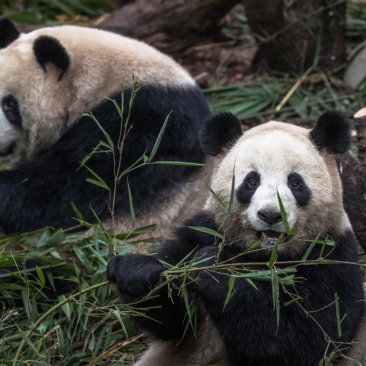 Are pandas going extinct 2021? [2022] 🐬 | Animalia-life.club