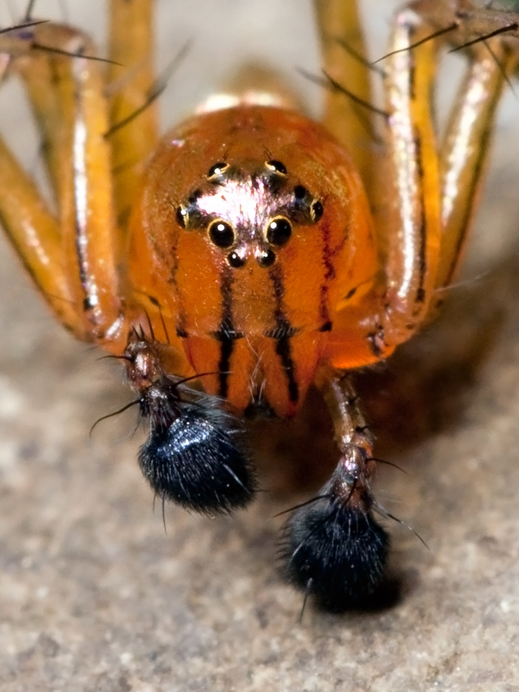 Are pedipalps arms?