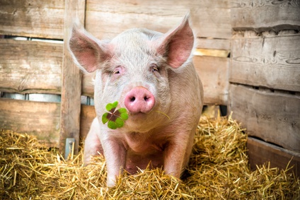 Are pigs a sign of good luck?