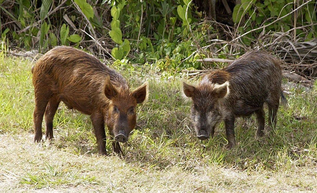 Are pigs and boars the same?