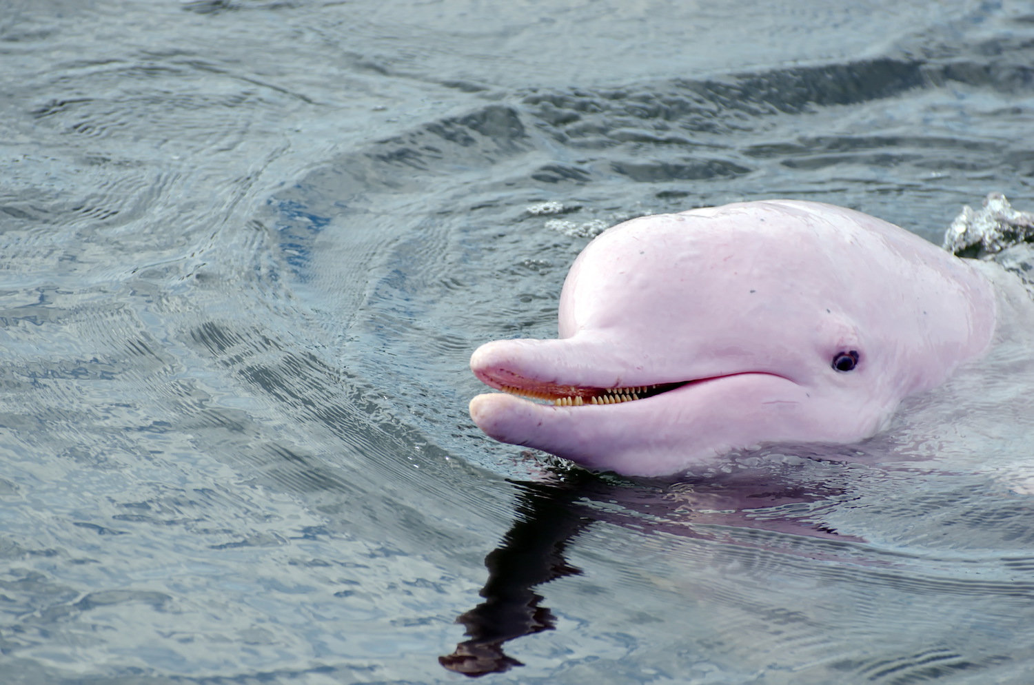 Are pink dolphins poisonous?