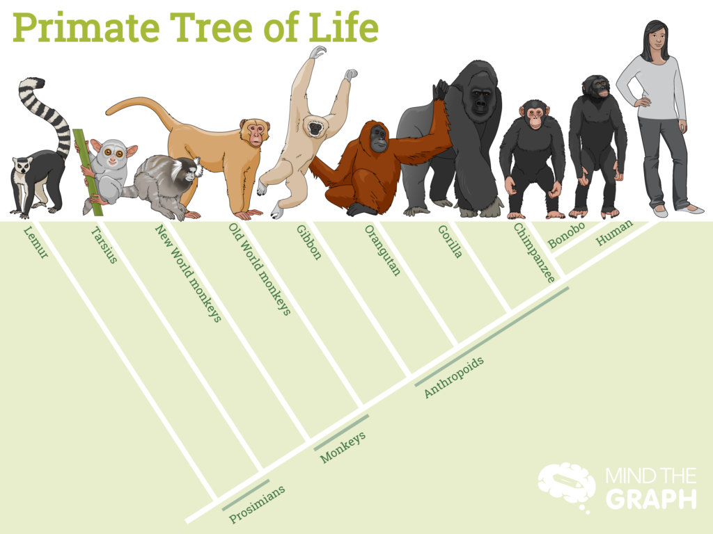 Are primates and hominids the same?