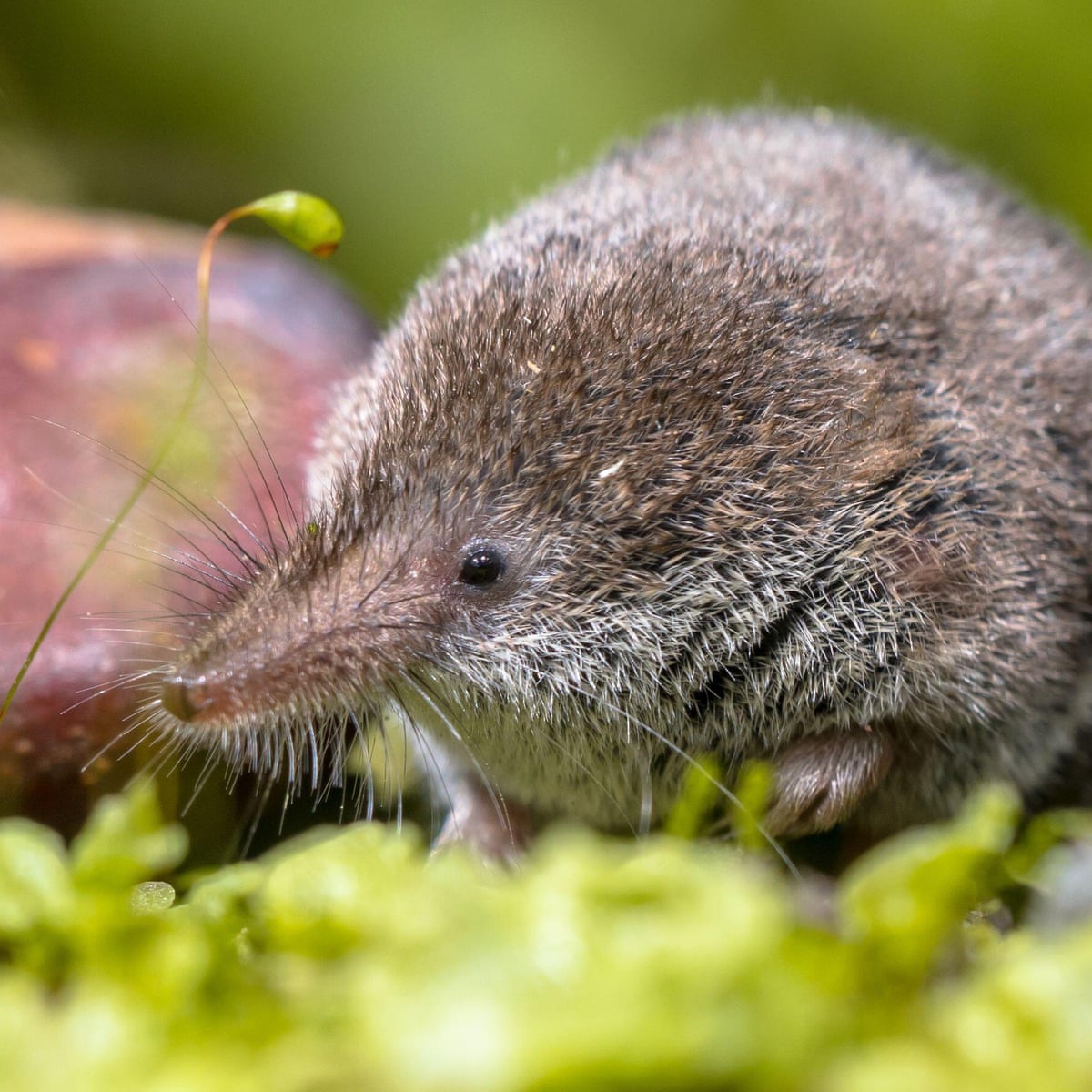 Are pygmy shrews rare?