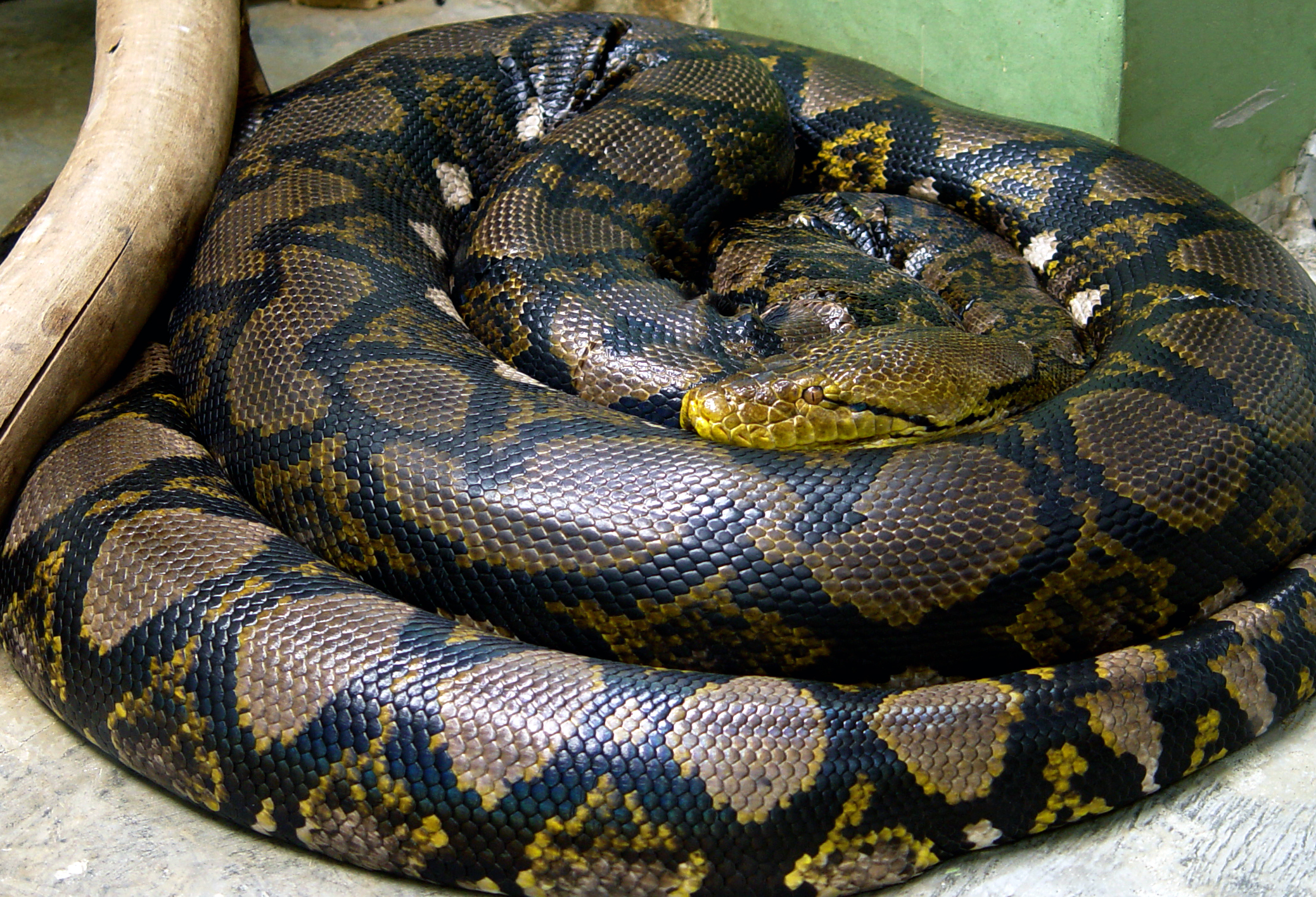 Are pythons and snakes the same thing?
