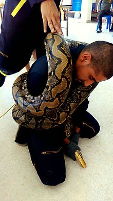 Are pythons dangerous to humans?