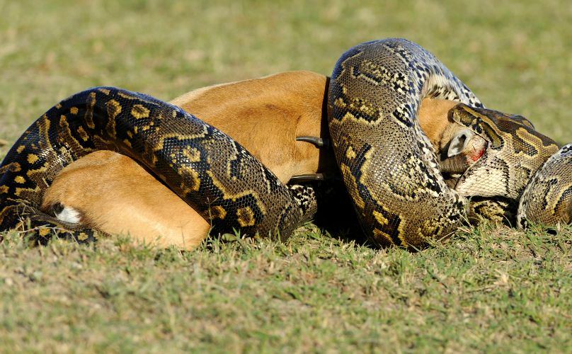 Are pythons venomous snake?