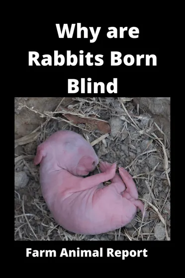 Are rabbits blind at birth?