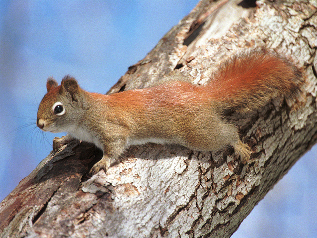 Are red squirrel aggressive?