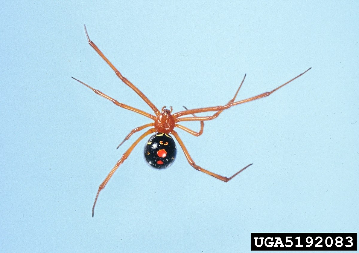 Are red widow spiders poisonous to humans?