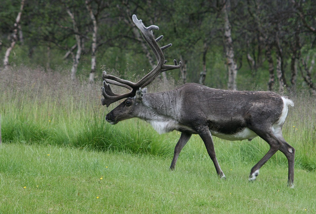 Are reindeer part of the deer family?