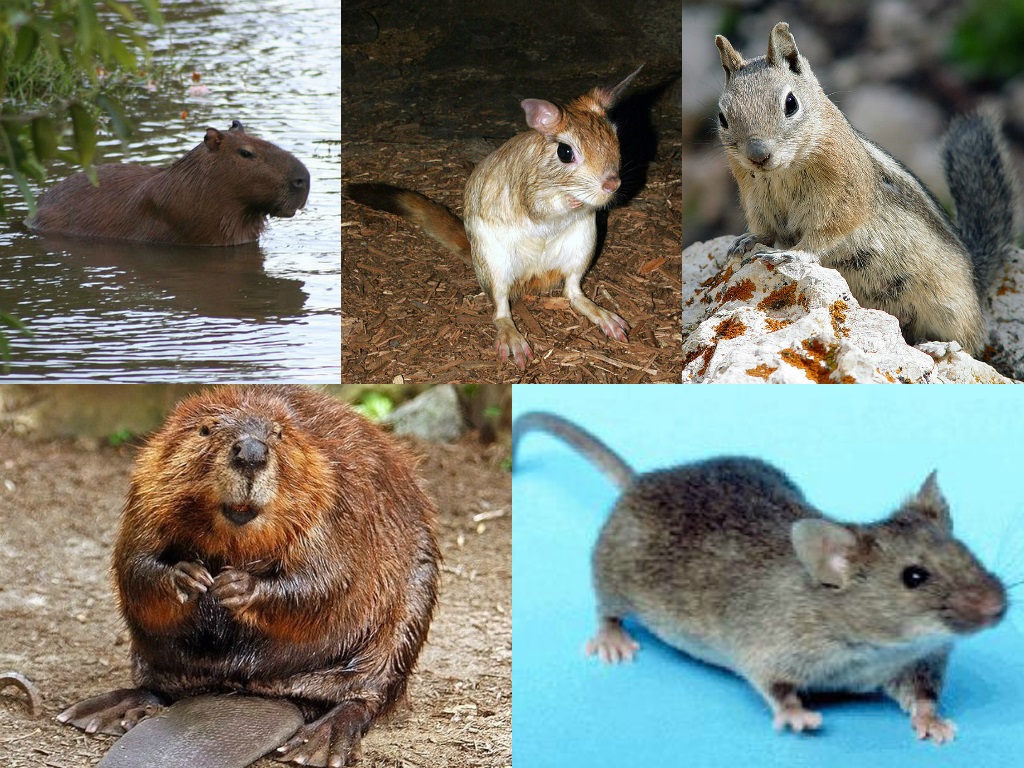 Are rodents mammals or animals?