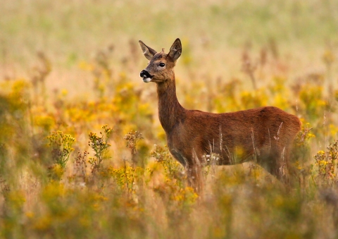 Are roe deer protected?