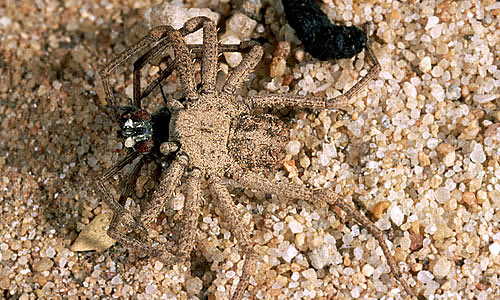 Are sand spiders poisonous to humans?