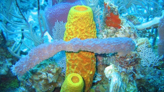 Are sea sponges alive or dead?