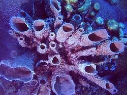 Are sea sponges cold blooded?
