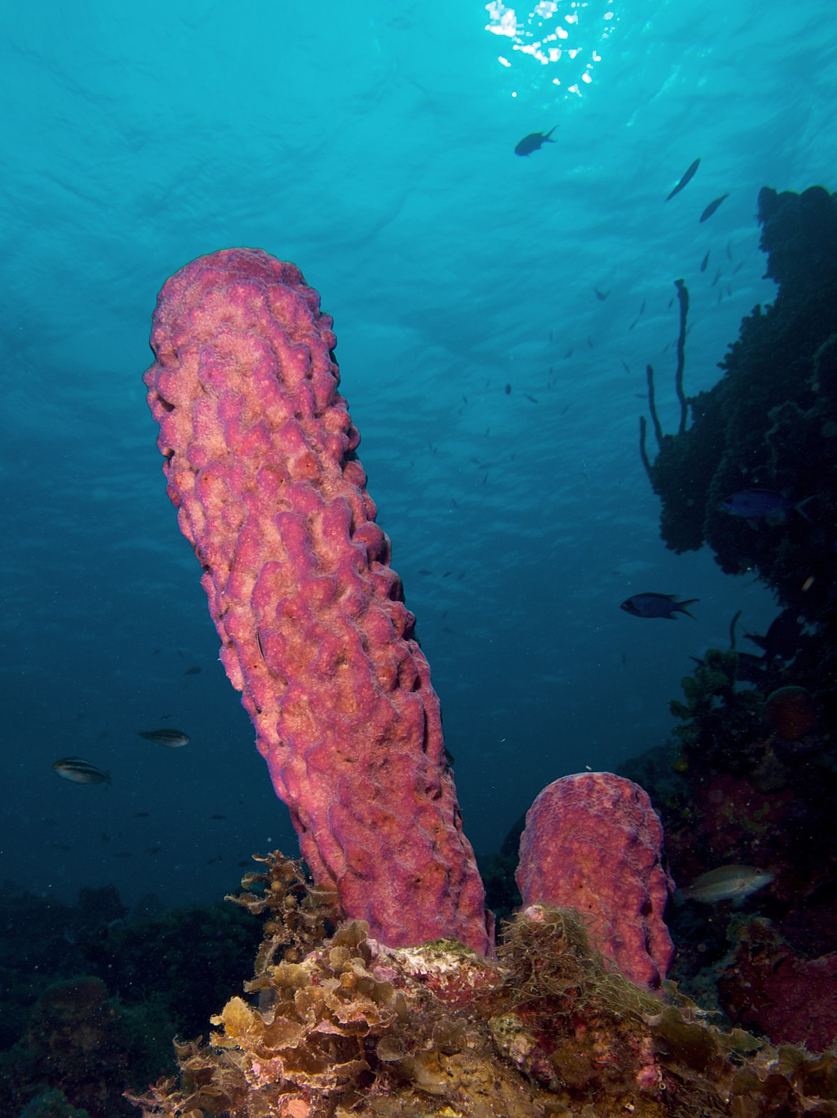 Are sea sponges multicellular?