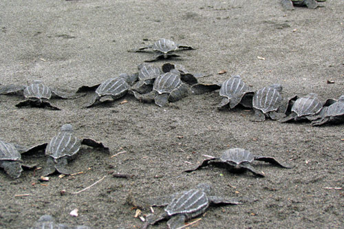 Are sea turtles born or hatched?