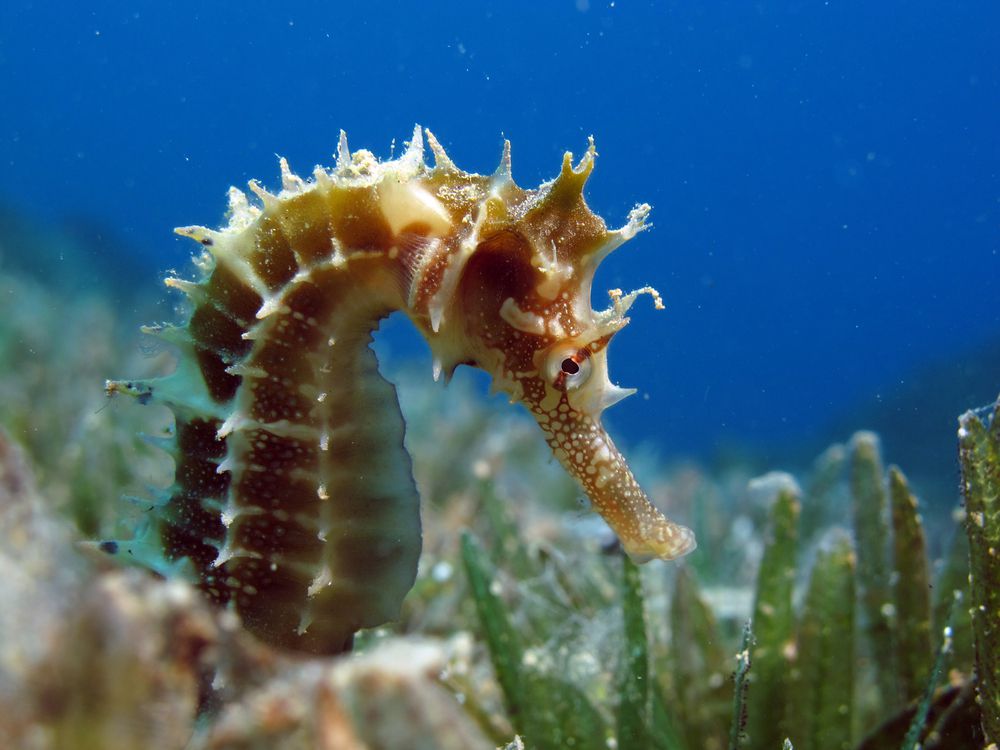 Are seahorses bad swimmers?