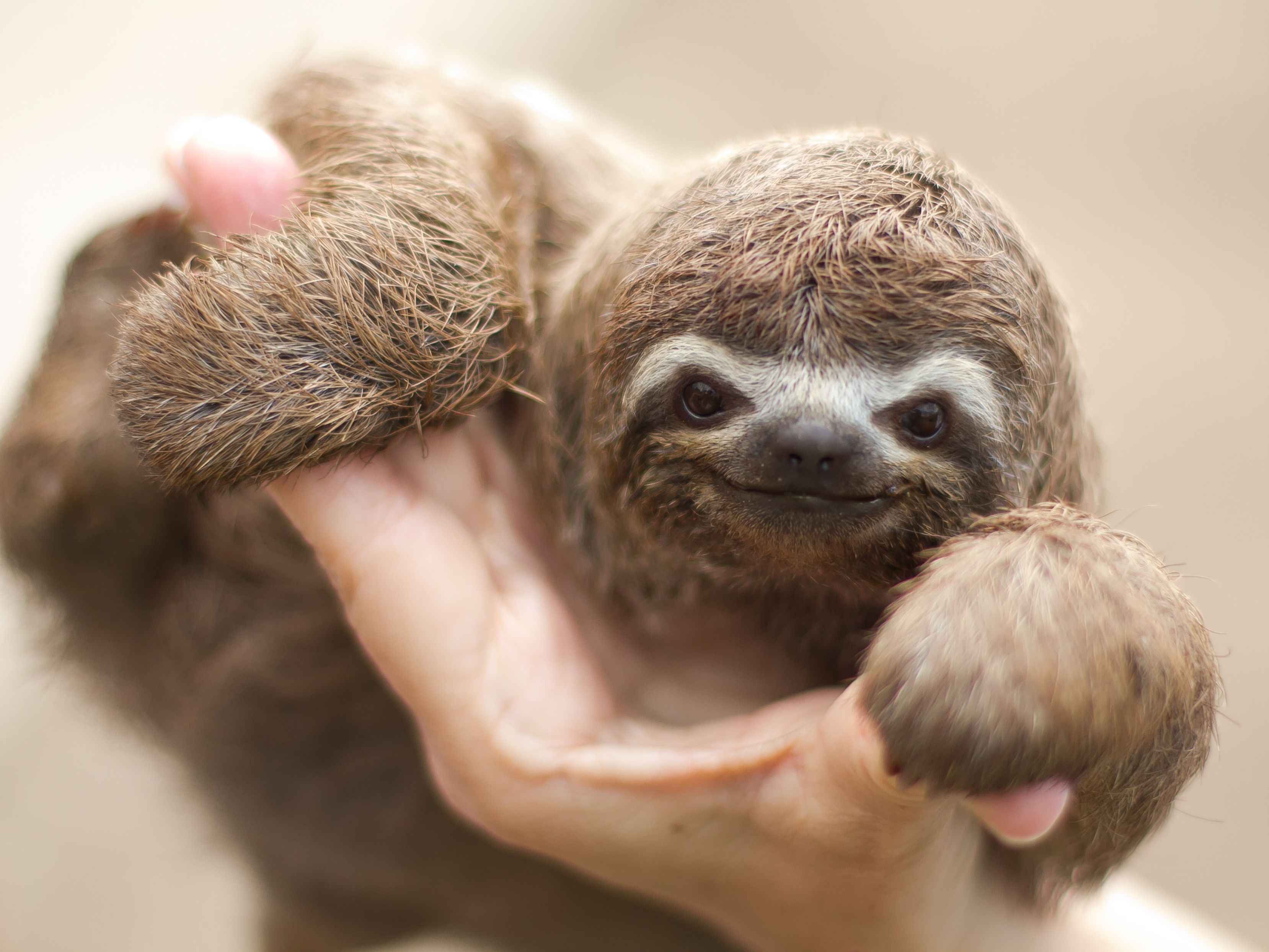 Are sloths easy to take care of?