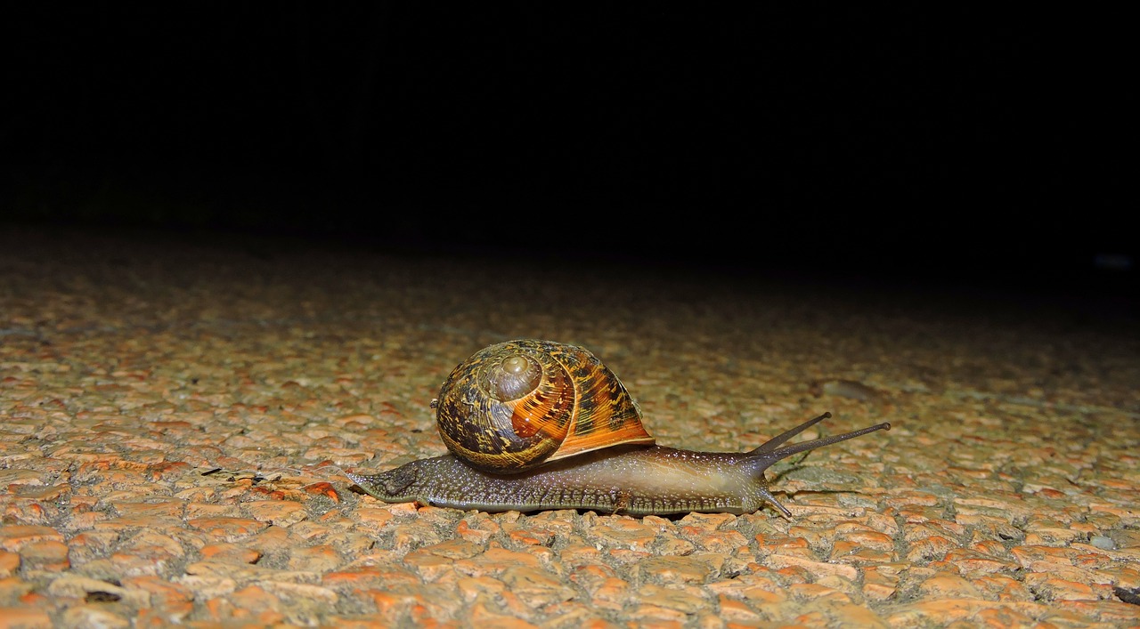 Are snails active at night?