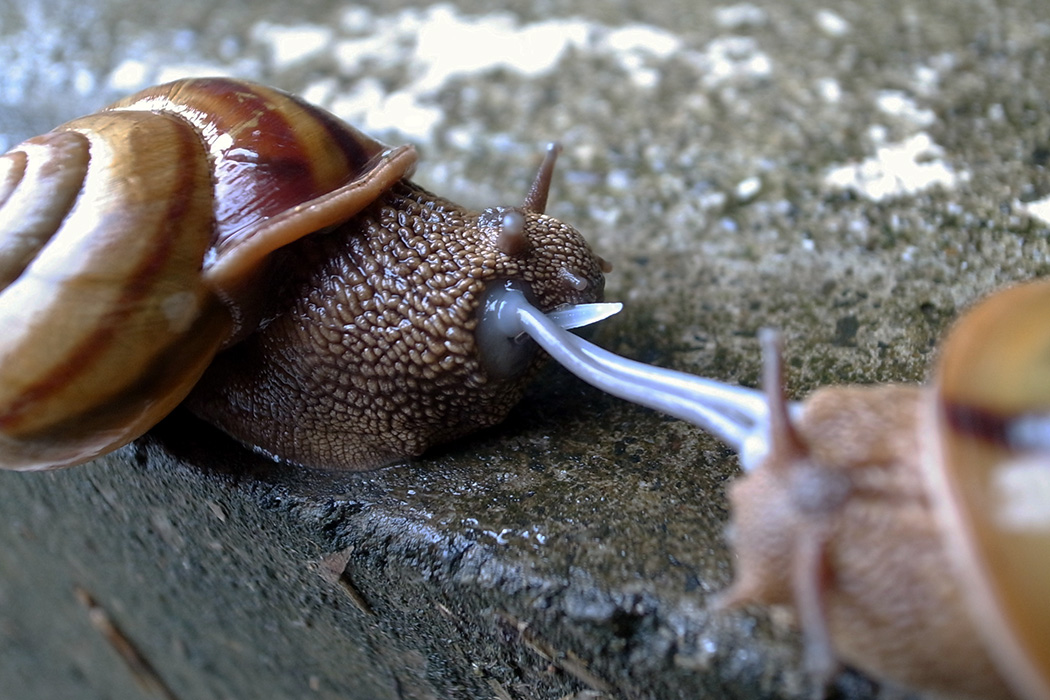 Are snails capable of love?