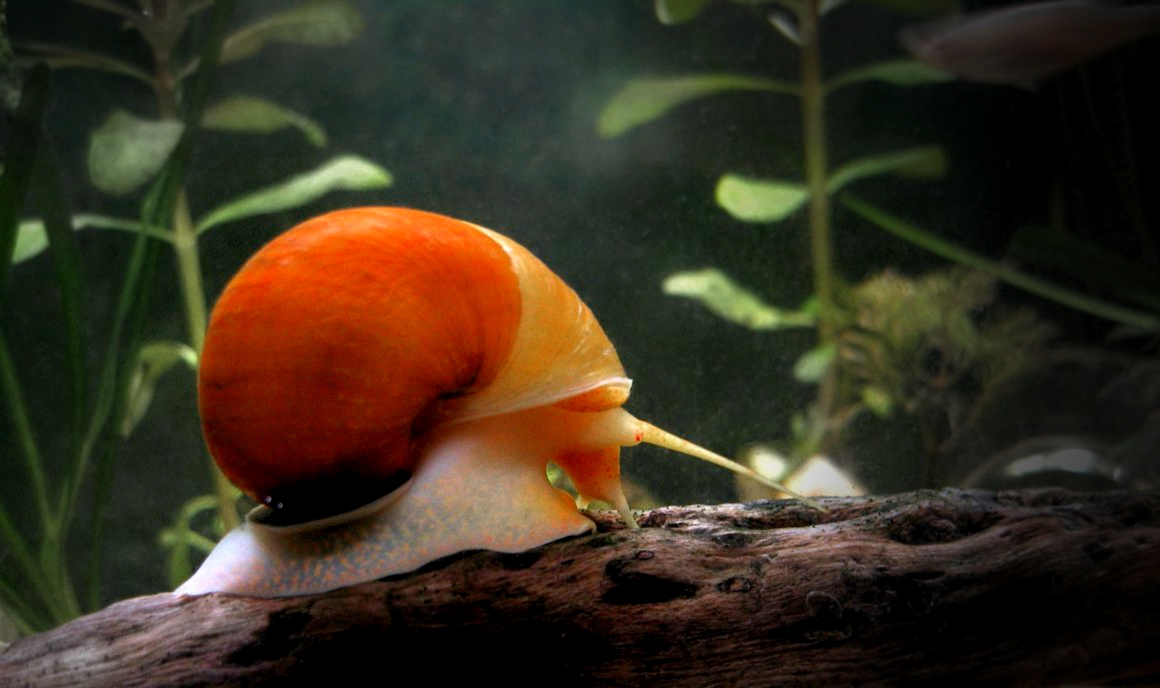 Are snails good for aquariums?