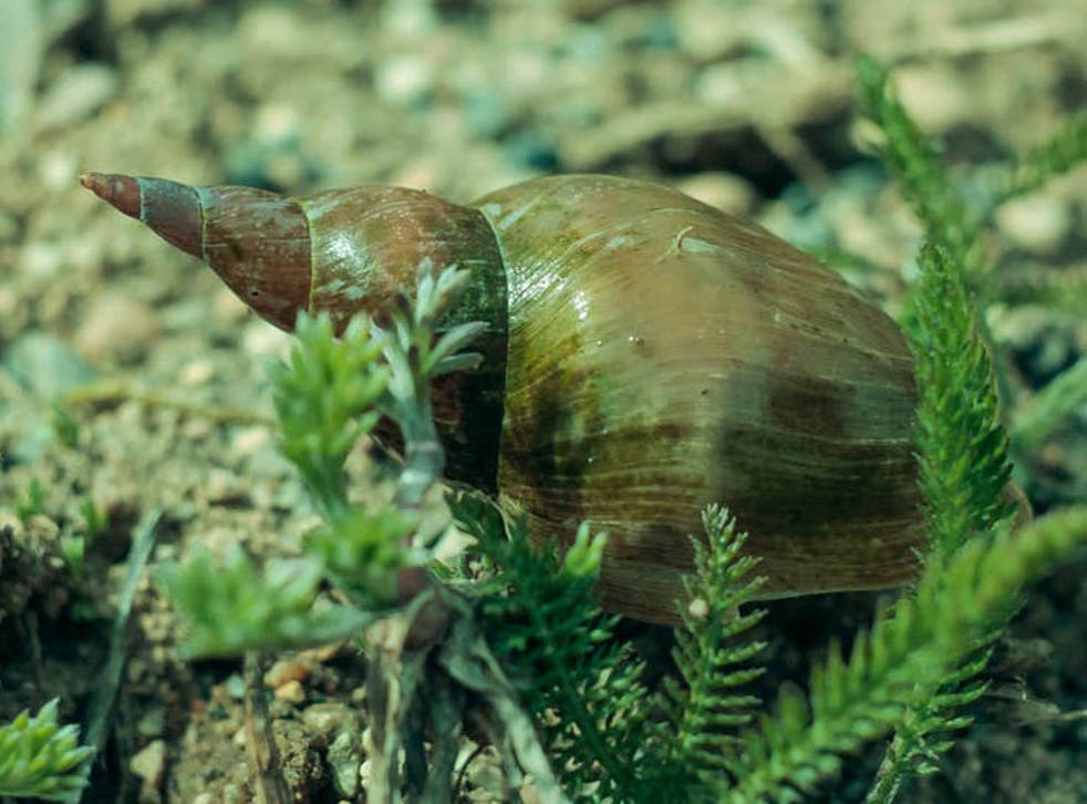 Are snails intelligent?