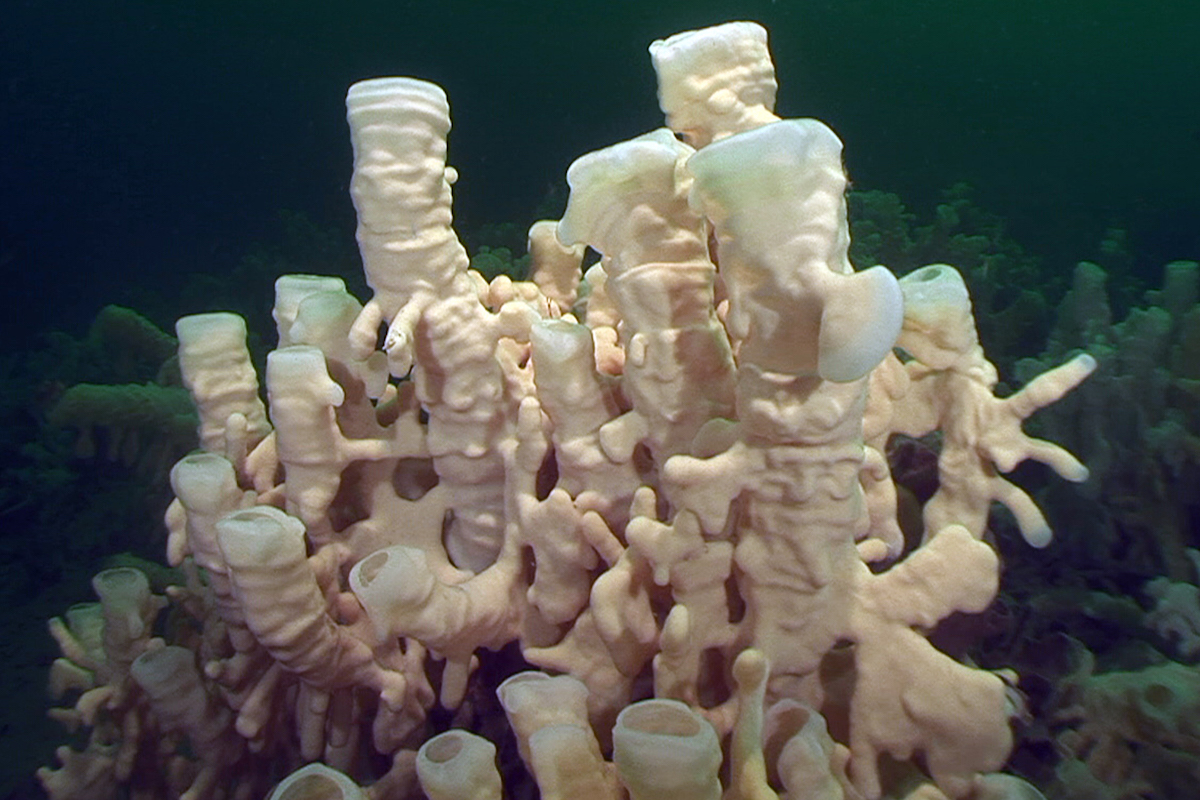 Are sponges harmful to coral reefs?