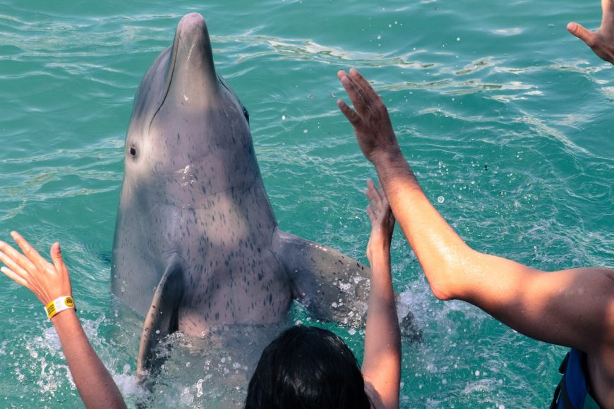 Are swim-with-the-dolphin programs a good idea?