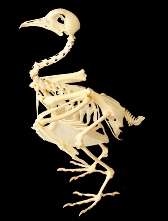 Are the bones of birds heavy?