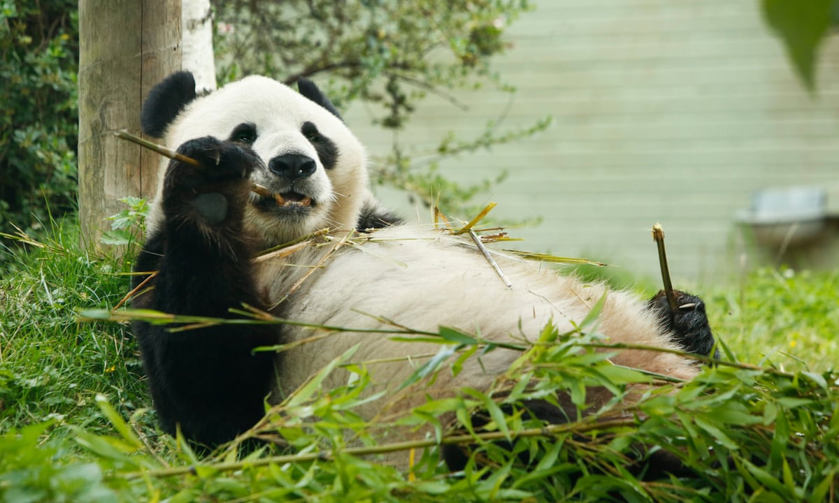 Are the pandas still at Edinburgh Zoo?