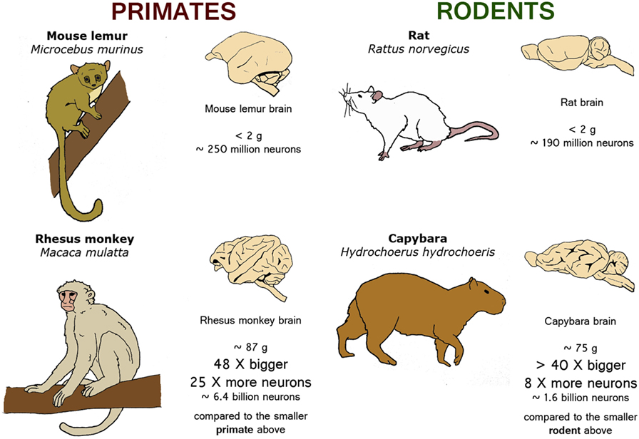 Are there any animals with two distinct brains?