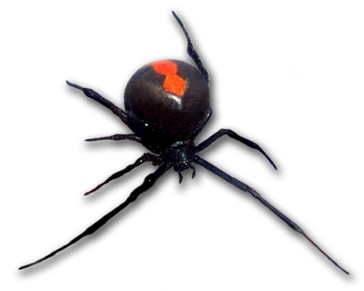 Are there any poisonous spiders in New Zealand?