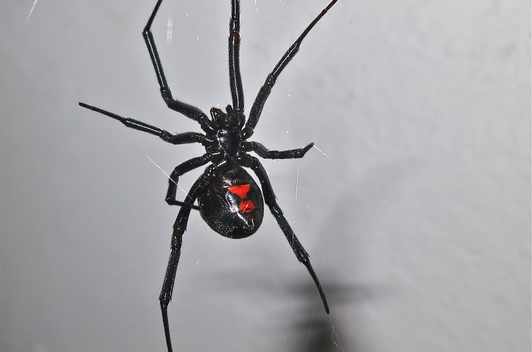 Are there any poisonous spiders you should not eat?