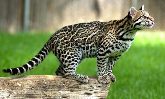 Are there black ocelots?