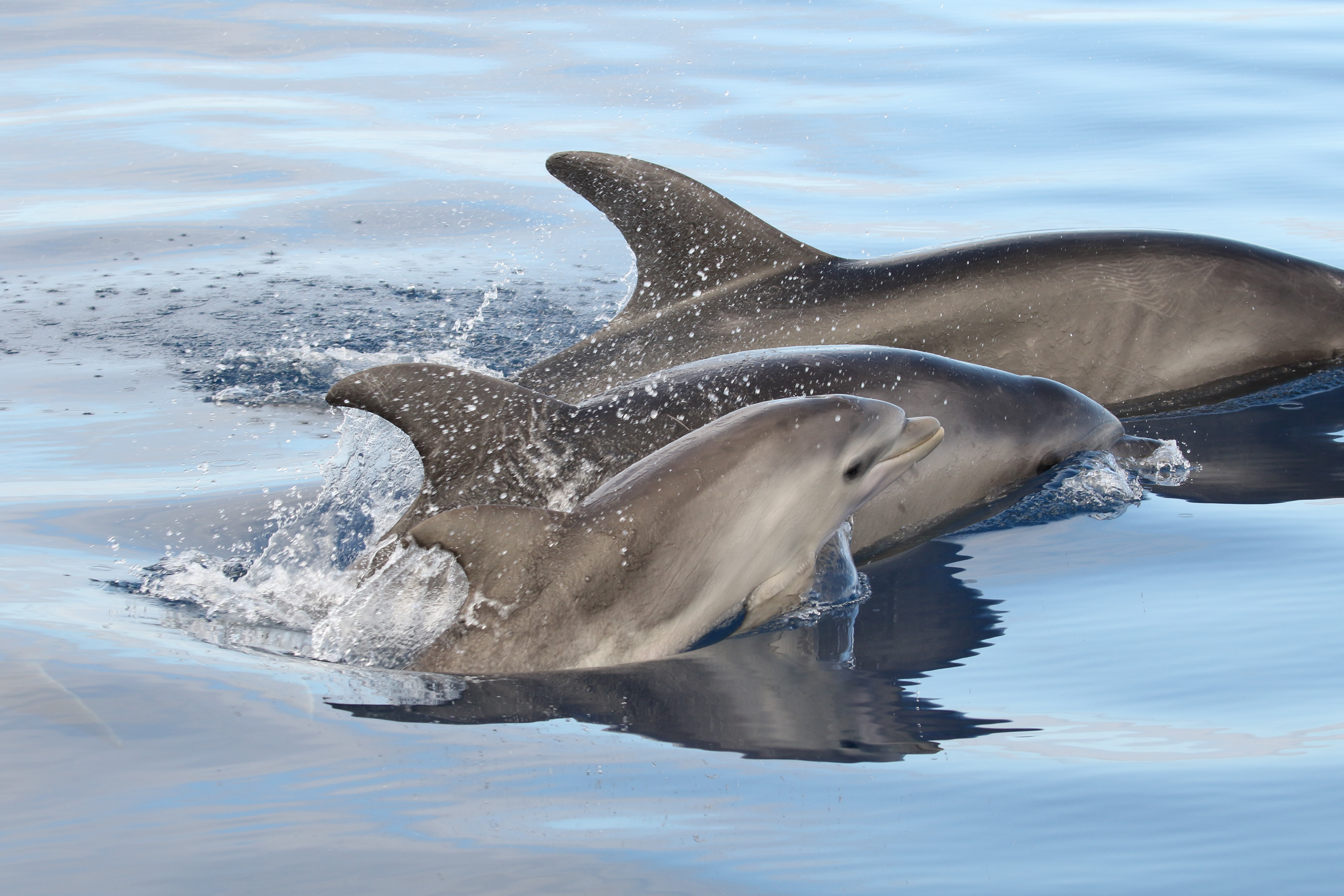 Are there bottlenose dolphins in the Atlantic Ocean?