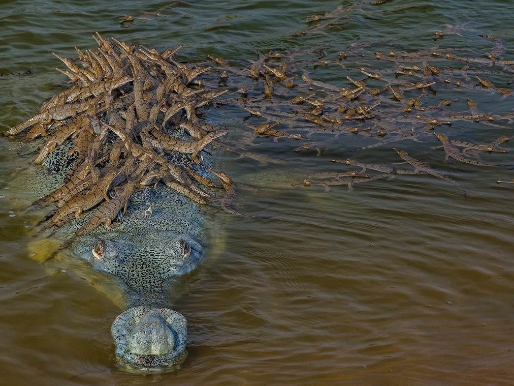 Are there crocodiles in the Ganges River?