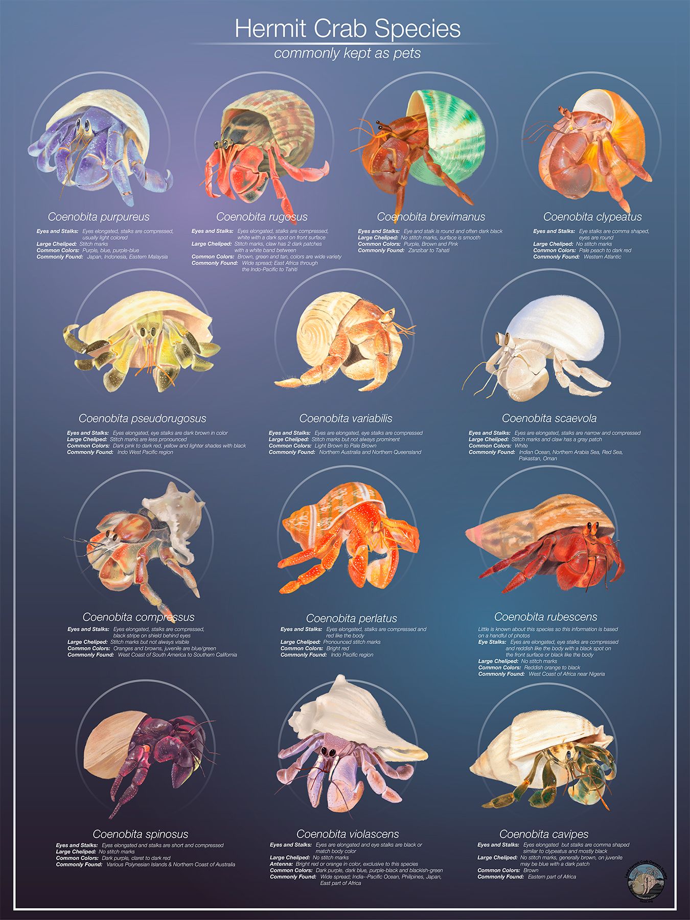Are there different breeds of hermit crabs?