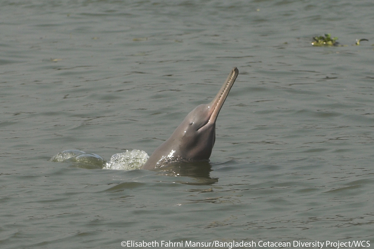 Are there Dolphins in the Ganges River?