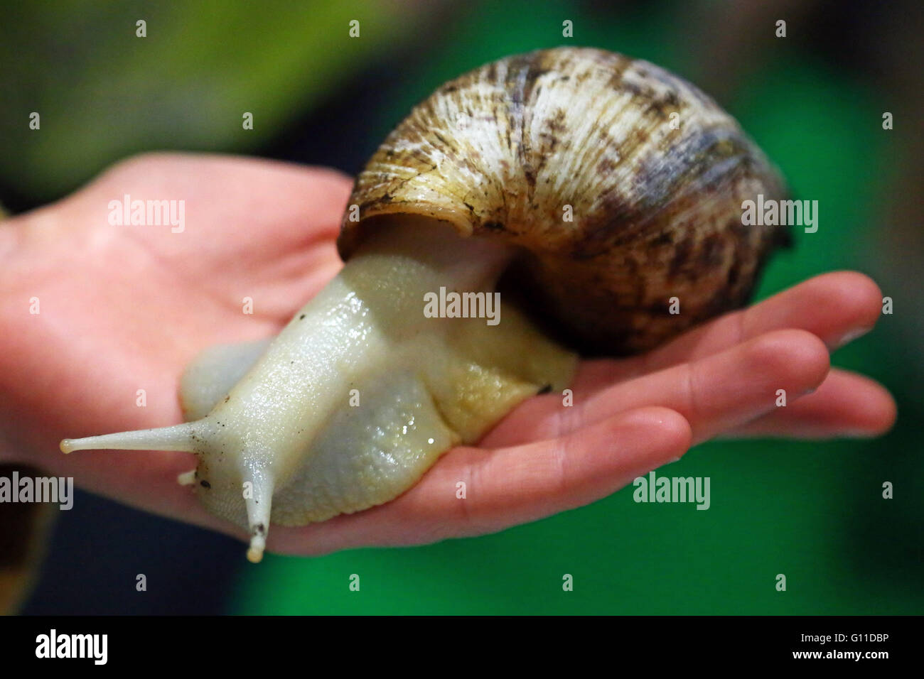 Are there giant snails in the UK?