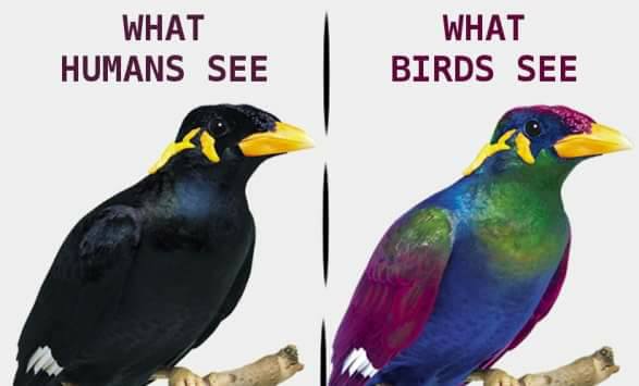 Are there more birds than humans?