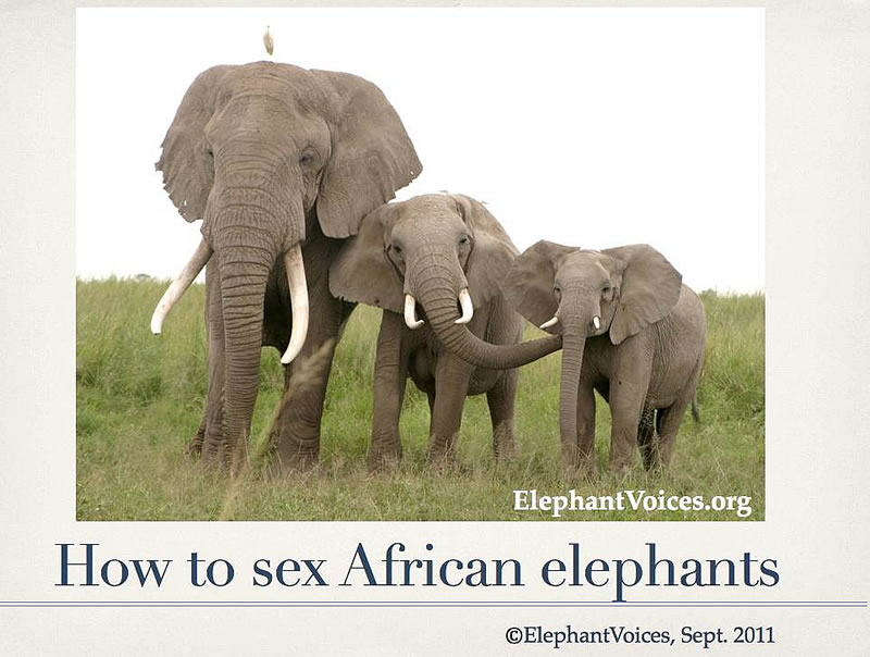 Are there more female or male elephants?