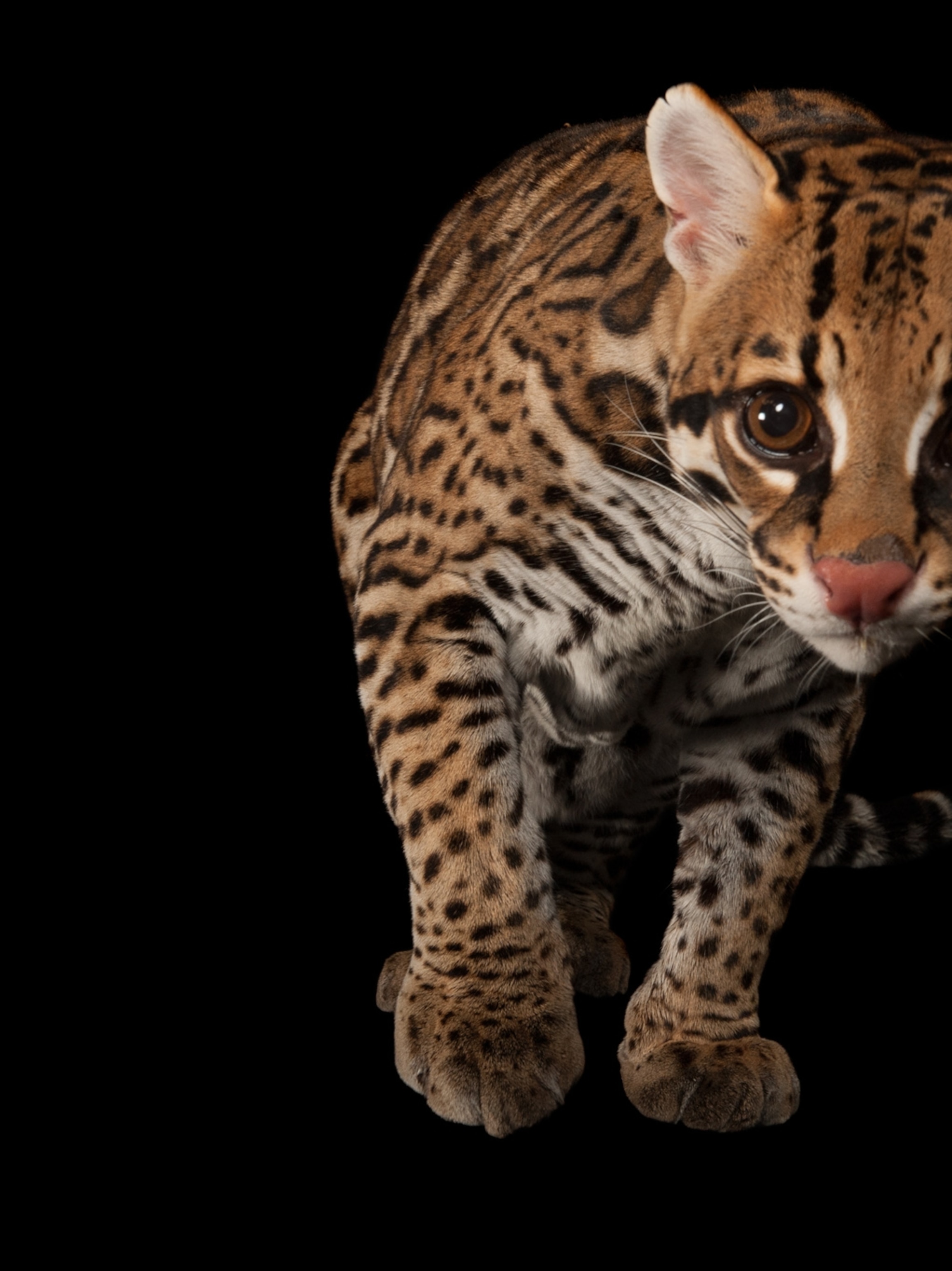 Are there ocelots in Florida?
