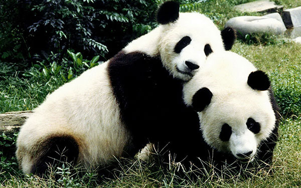 Are there pandas in Europe?